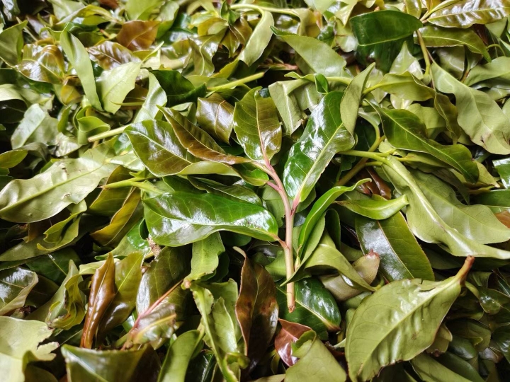 好茶不愁卖，就怕没好货。我家普洱红茶，甜润顺口，汤